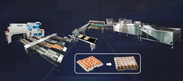 Commercial Egg Production Line (2)