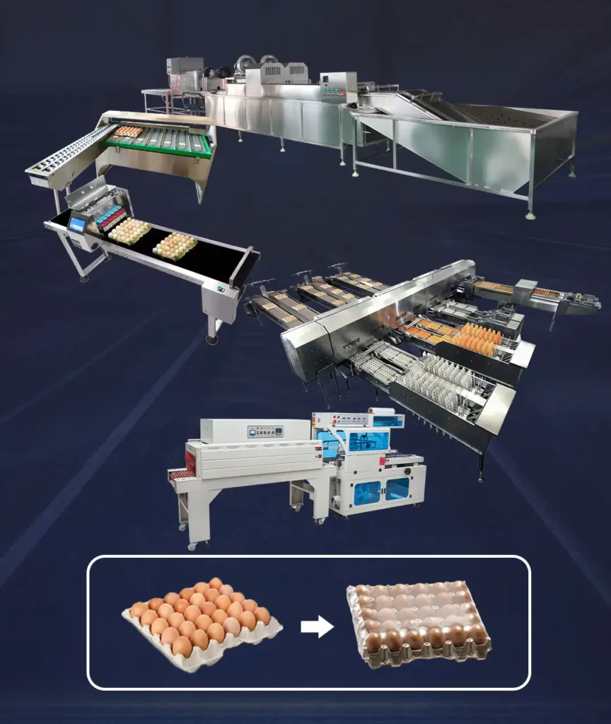 Commercial Egg Production Line